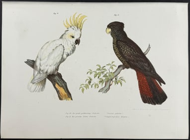 Fitzinger, Australia - Black Cockatoo & Sulphur-crested Cockatoo