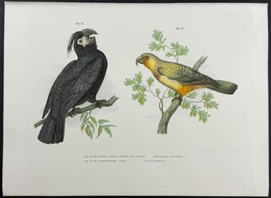 Fitzinger, Australia - Nestor Parrot & Black Cockatoo