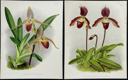 Warner - 4 Orchid Lithographs