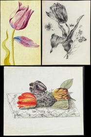 Six Original Drawings or Watercolors of Tulips