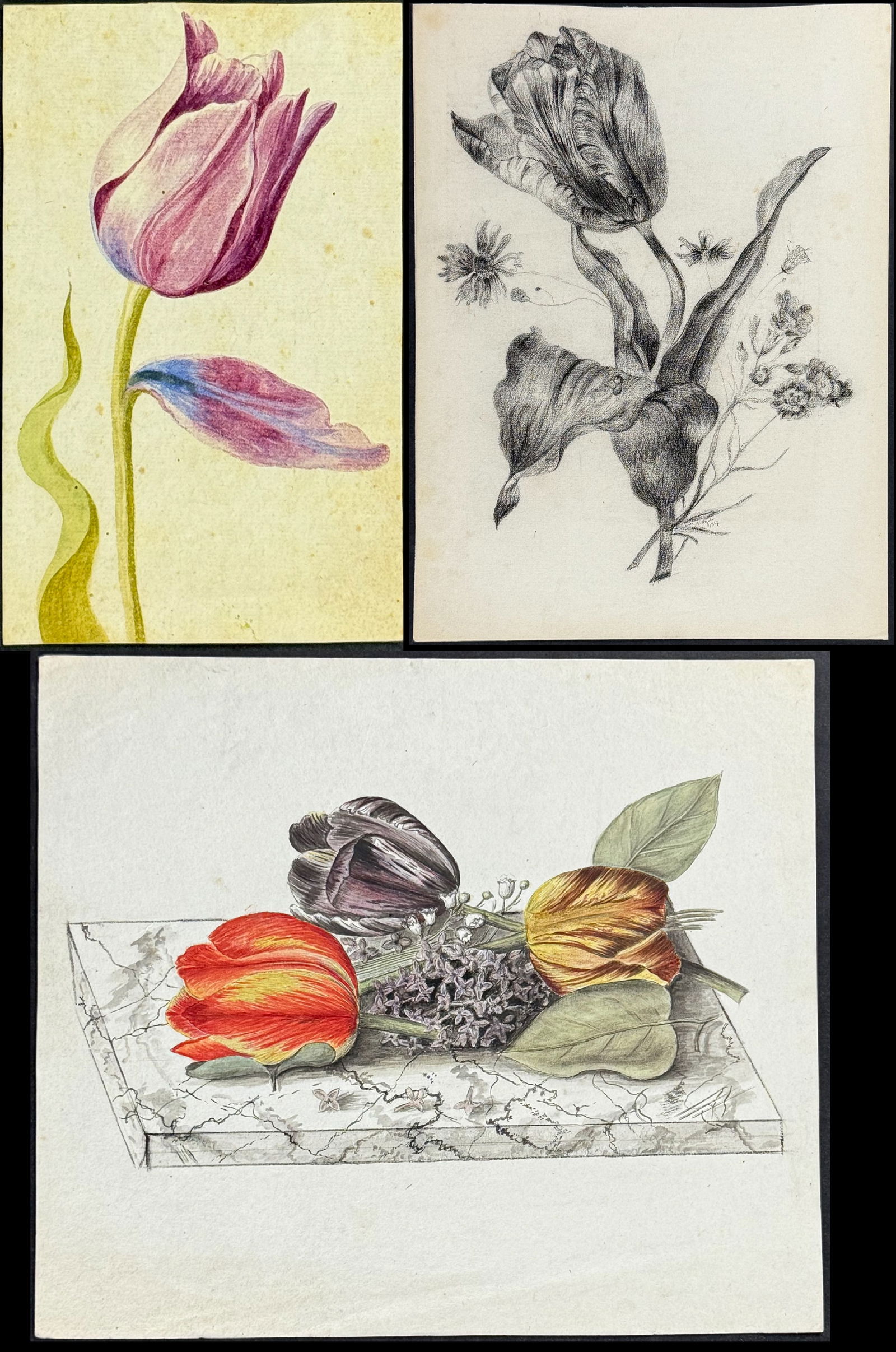 Six Original Drawings or Watercolors of Tulips (1 of 7)