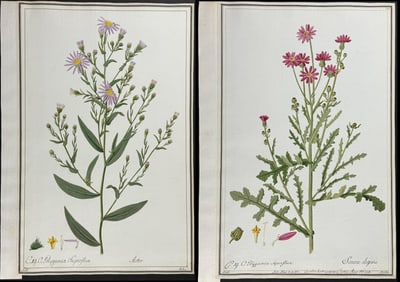 Three Original Watercolors of Aster & Groundsel (Senecio) after Ledel for Jacquin, Commelin, &
