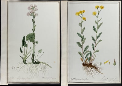 Three Original Watercolors of Coltsfoot (Tussilago) & Ragwort (Senecio rupestris) after Ledel & Herz
