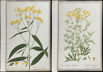 Four Original Watercolors of Senecio after Ledel & Knapp for Jacquin, Knorr, & Curtis (according to