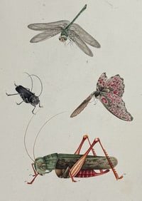 Original Watercolor of Dragonfly, Butterfly, Cricket, & Grasshopper