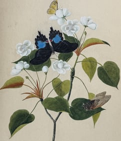 Original Watercolor of Butterflies, Cicada, & Flower