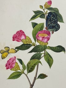 Original Watercolor of Hong Kong Rose & Butterflies