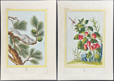 Buchoz - 4 Engravings of Botanicals with Bird, Squirrel, Dragonfly, & Grasshopper
