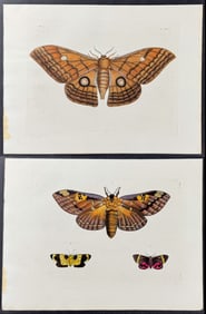 Drury - Pair of Butterfly or Moth Engravings