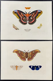 Drury - Pair of Moth Engravings