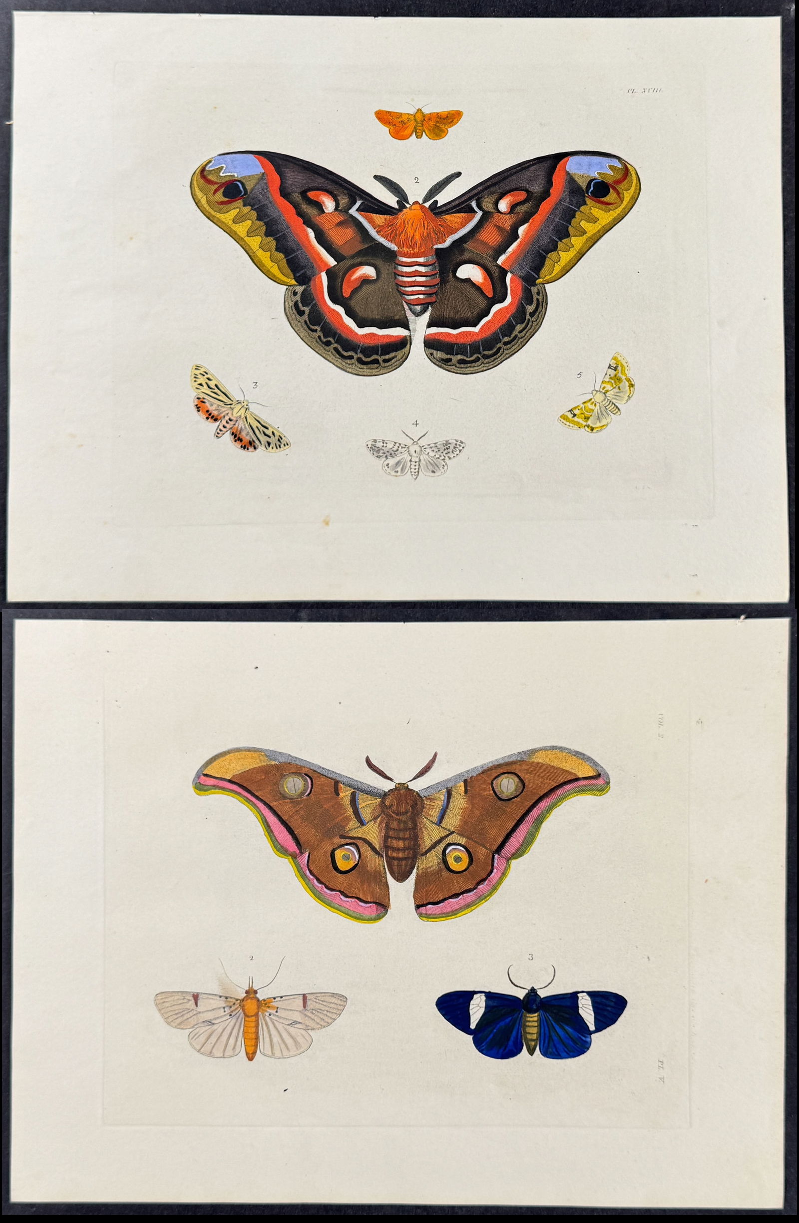 Drury - Pair of Moth Engravings (1 of 3)