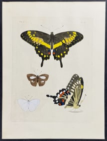 Drury - Butterflies. 9