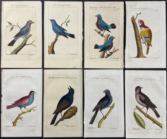 Buffon - 8 Bird Engravings