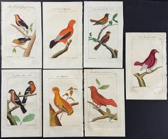 Buffon - 7 Bird Engravings