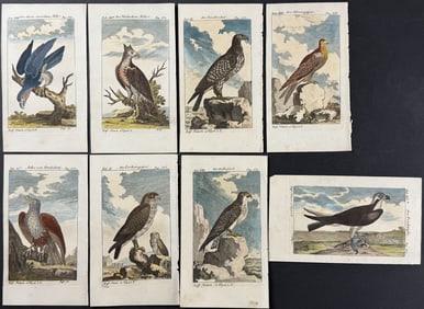 Buffon - 8 Bird of Prey Engravings