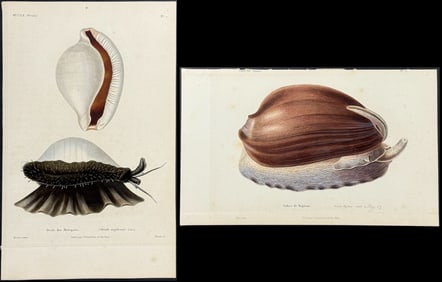 Kiener - Pair of Snail & Shell Engravings