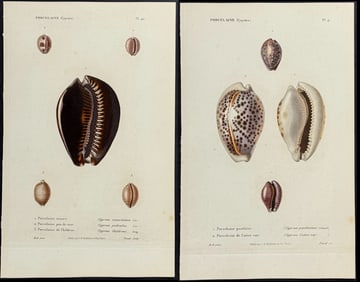 Kiener - 4 Cowrie Shell Engravings