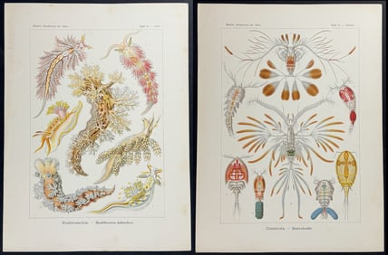 Haeckel - 6 Natural History Prints