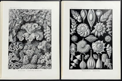 Haeckel - 5 Natural History Prints