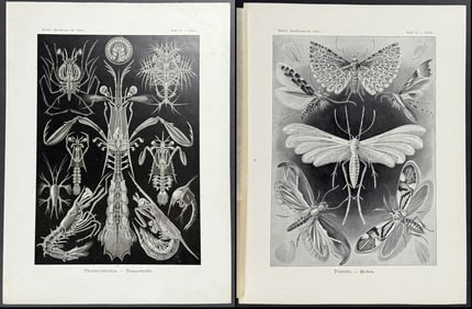 Haeckel - Pair of Natural History Prints