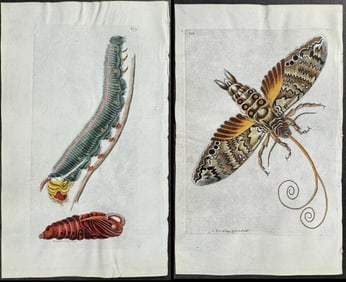 Shaw & Nodder, On Vellum - Pair: Jatropha Sphinx Moth Metamorphosis