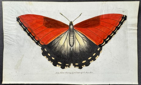 Shaw & Nodder, On Vellum - Butterfly. 167