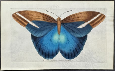 Shaw & Nodder, On Vellum - Idomeneus or Great Occidental Butterfly. 164