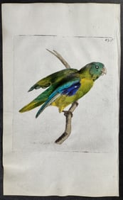 Shaw & Nodder, On Vellum - Cape Parrakeet. 893