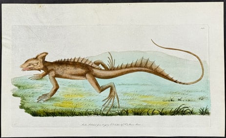 Shaw & Nodder, On Vellum - Basilisk. 142