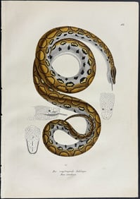 Schinz - Boa Constrictor Snake. 50