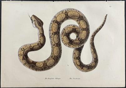 Schinz - Boa Constrictor Snake. 49