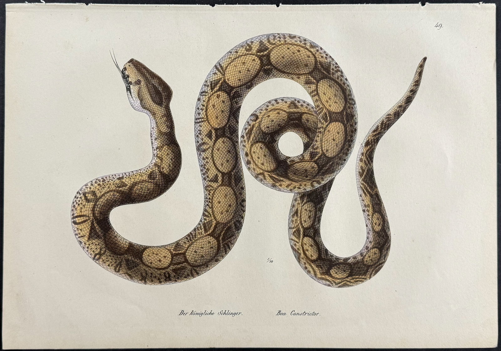 Schinz - Boa Constrictor Snake. 49: This detailed natural history lithograph is from Heinrich Rudolf Schinz's Naturhistorische Abbildungen. The work was published in Leipzig by Weidmann between in 1833 and 1835. The work detailed many a