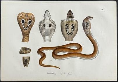 Schinz - Cobra Snake. 73