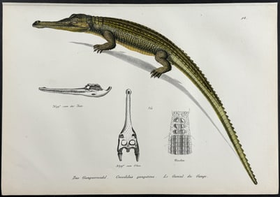 Schinz - Gharial or Gavial or Fish-eating Crocodile. 14