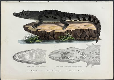 Schinz - Spectacled Caiman Crocodile. 12