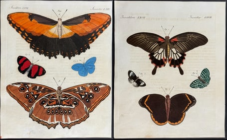 Bertuch - Pair of Butterfly Engravings