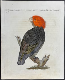 Bertuch - Gang-gang Cockatoo