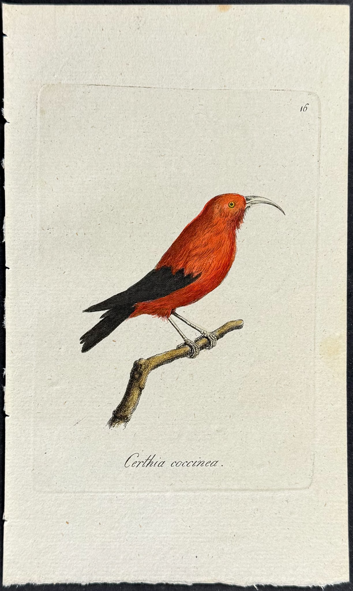 Blumenbach - Iiwi or Scarlet Honeycreeper (Native to Hawaii or Sandwich Islands). 16 (1 of 1)