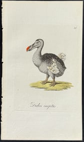 Blumenbach - Dodo Bird. 35