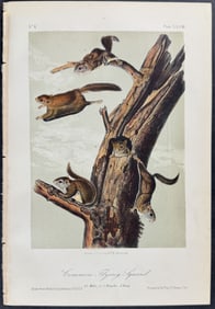 Audubon - Common Flying Squirrel. 28