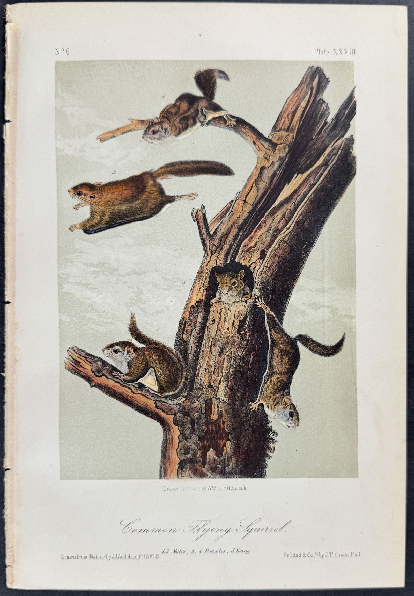 Audubon - Common Flying Squirrel. 28 (1 of 1)