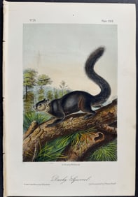 Audubon - Dusky Squirrel. 117