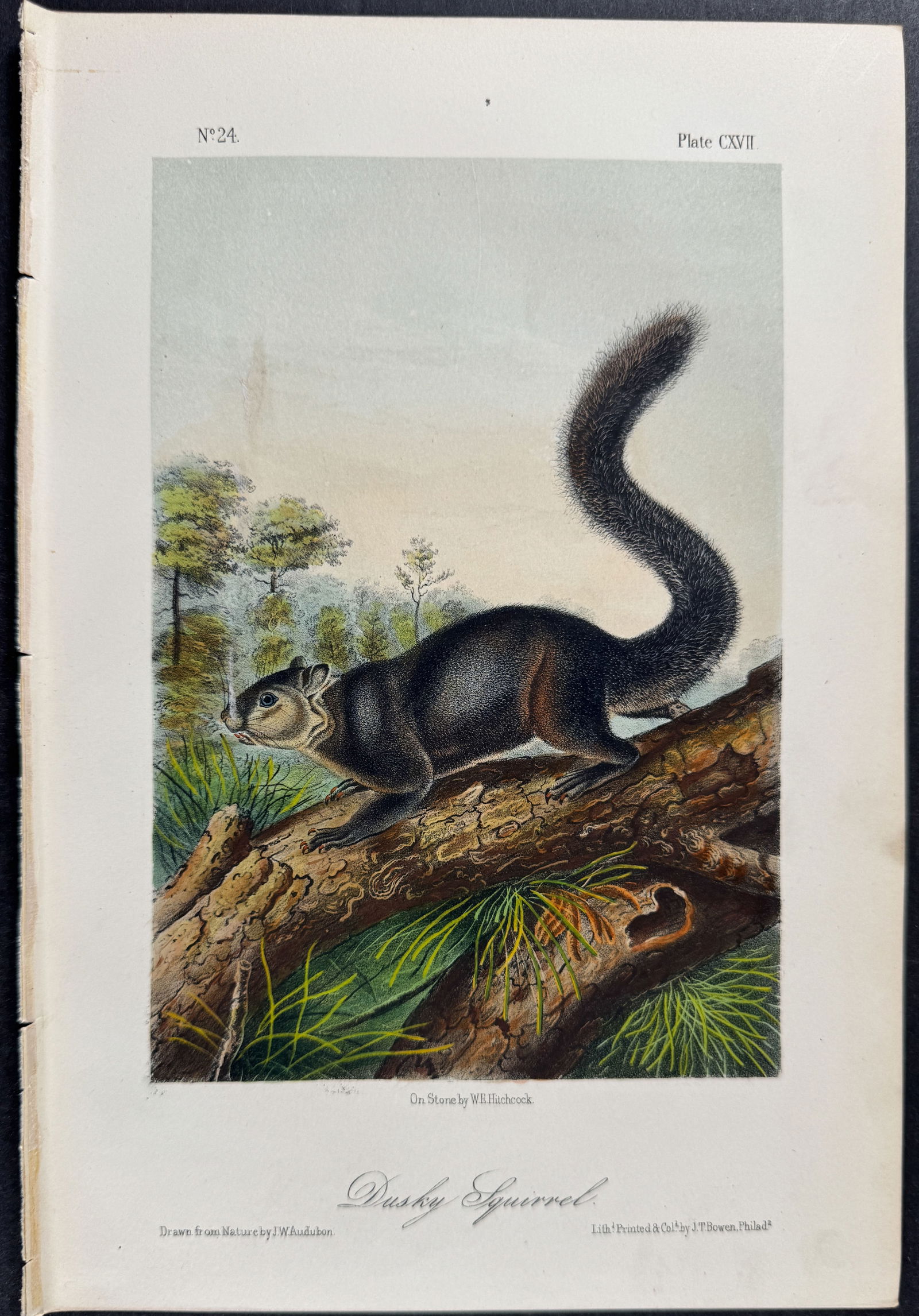 Audubon - Dusky Squirrel. 117 (1 of 1)