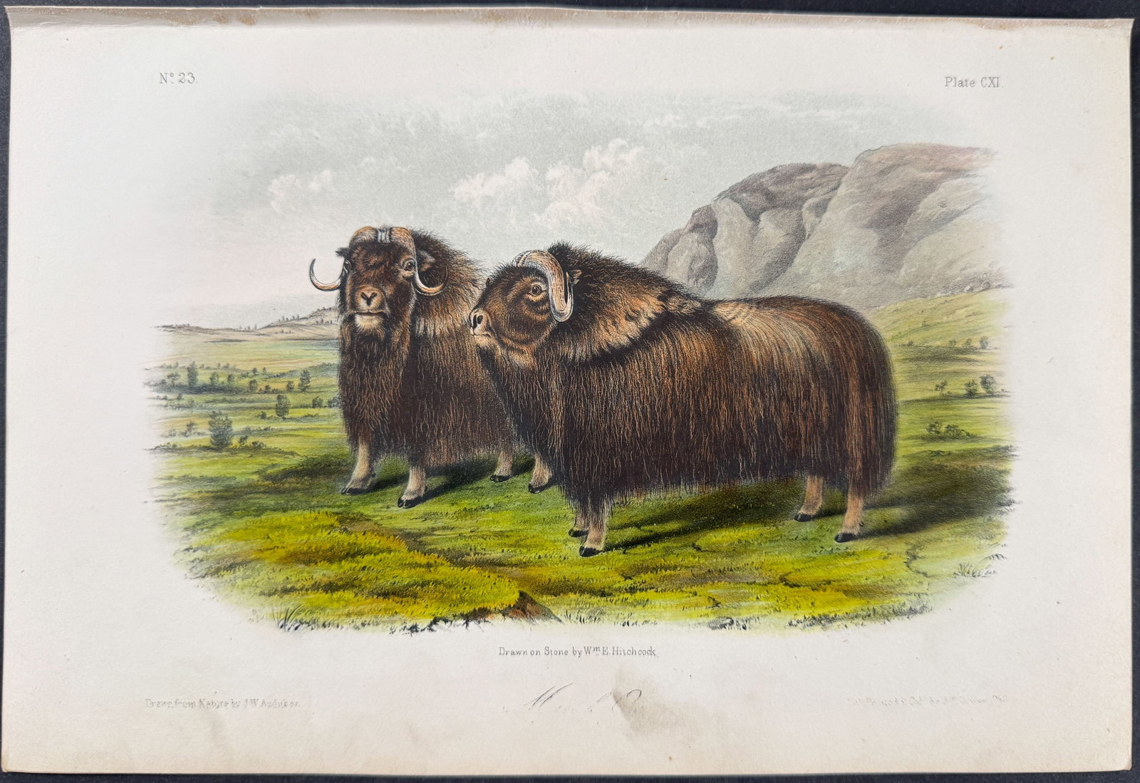 Audubon - Musk Ox. 111: This octavo lithograph is from John James Audubon's The Quadrupeds of North America. The work was published in New York between 1849 and 1854. Quadrupeds was Audubon's final great natural history work
