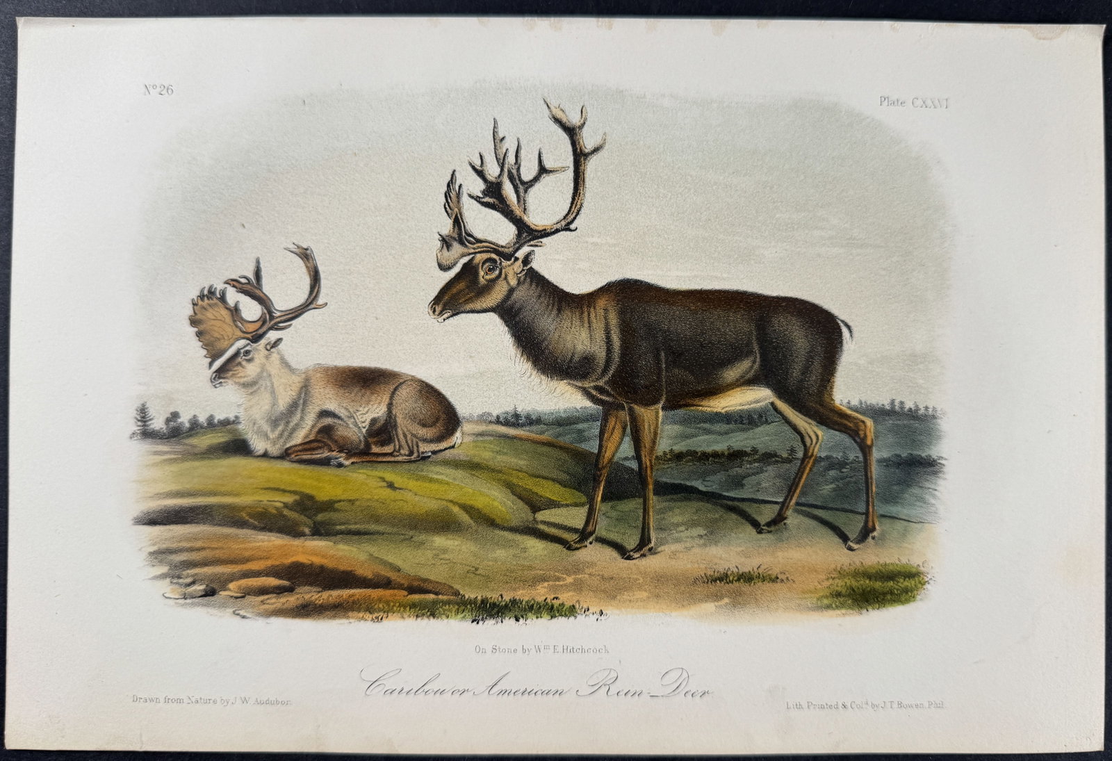 Audubon - Caribou or American Reindeer. 126: This octavo lithograph is from John James Audubon's The Quadrupeds of North America. The work was published in New York between 1849 and 1854. Quadrupeds was Audubon's final great natural history work