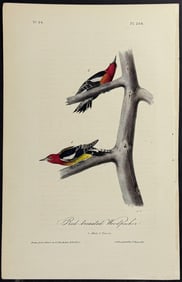 Audubon - Red-breasted Woodpecker. 266