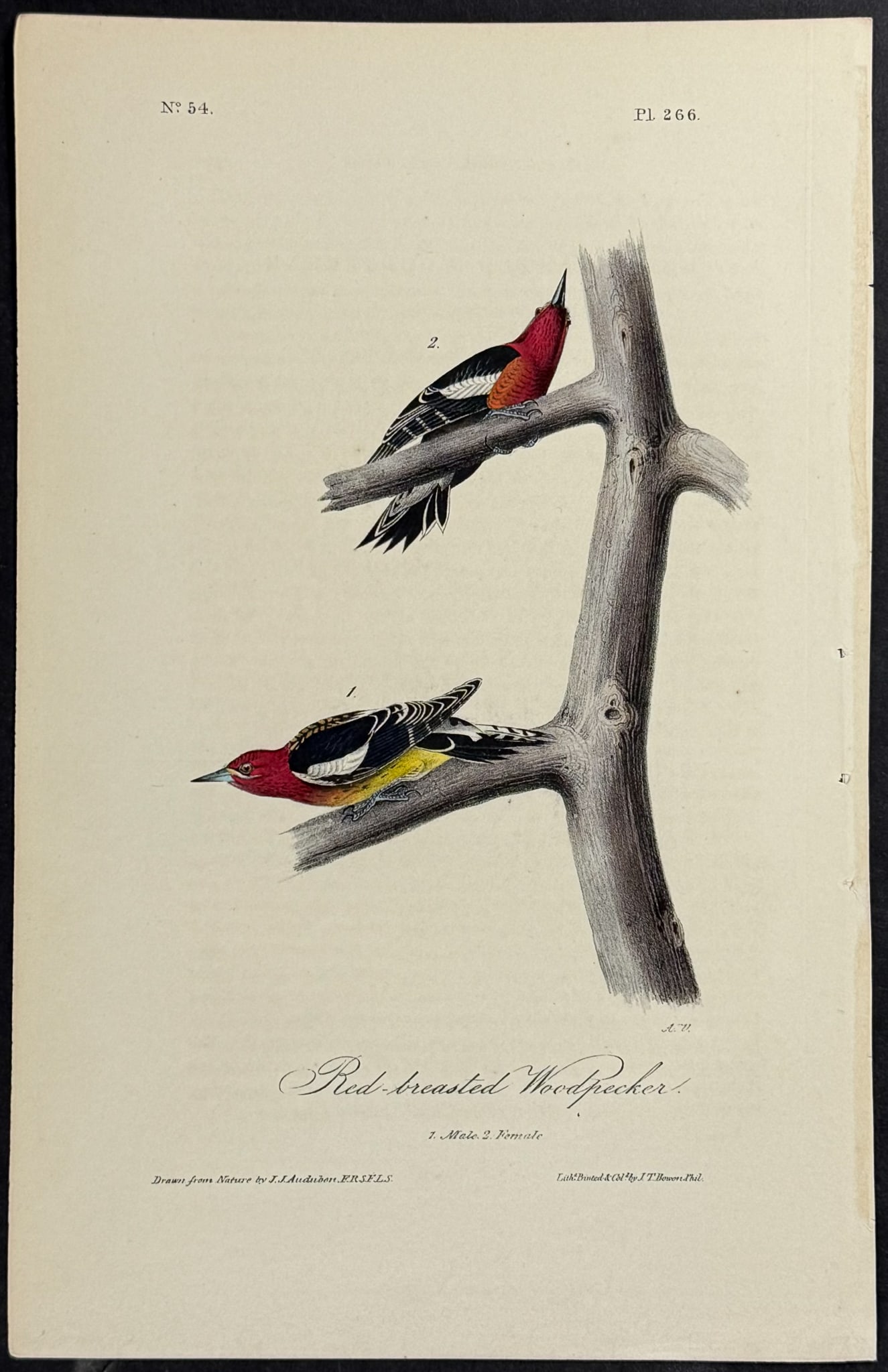 Audubon - Red-breasted Woodpecker. 266 (1 of 1)