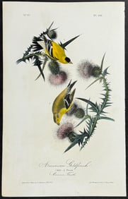 Audubon - American Goldfinch. 181