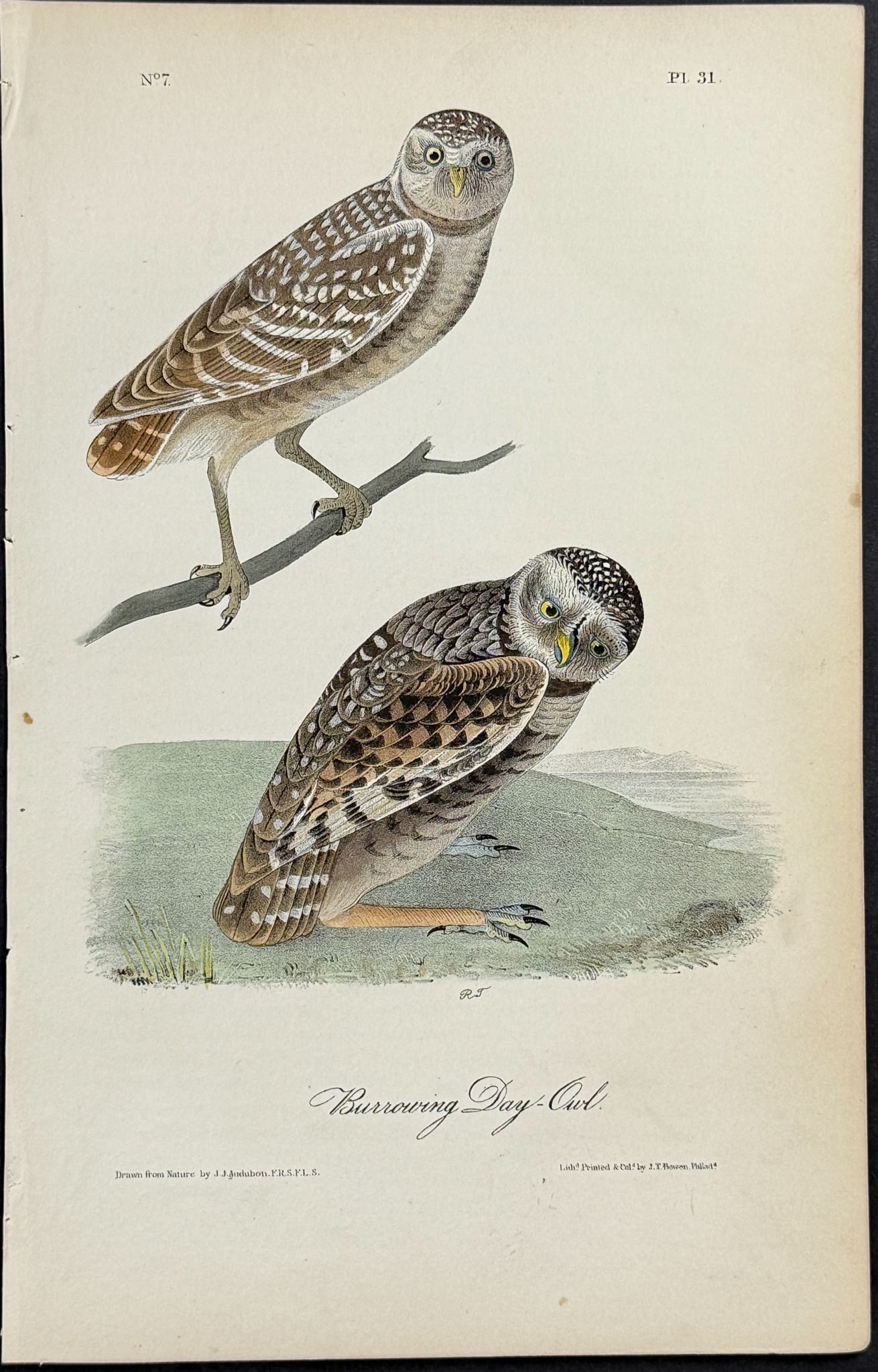 Audubon - Burrowing Day-Owl. 31 (1 of 1)