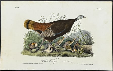 Audubon - Wild Turkey (Female). 288